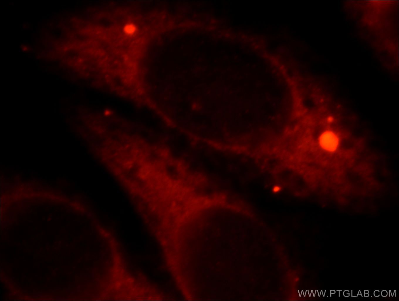 Immunofluorescence (IF) / fluorescent staining of HepG2 cells using HSPB2 Polyclonal antibody (21755-1-AP)
