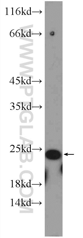 Western Blot (WB) analysis of rat heart tissue using HSPB2 Polyclonal antibody (21755-1-AP)
