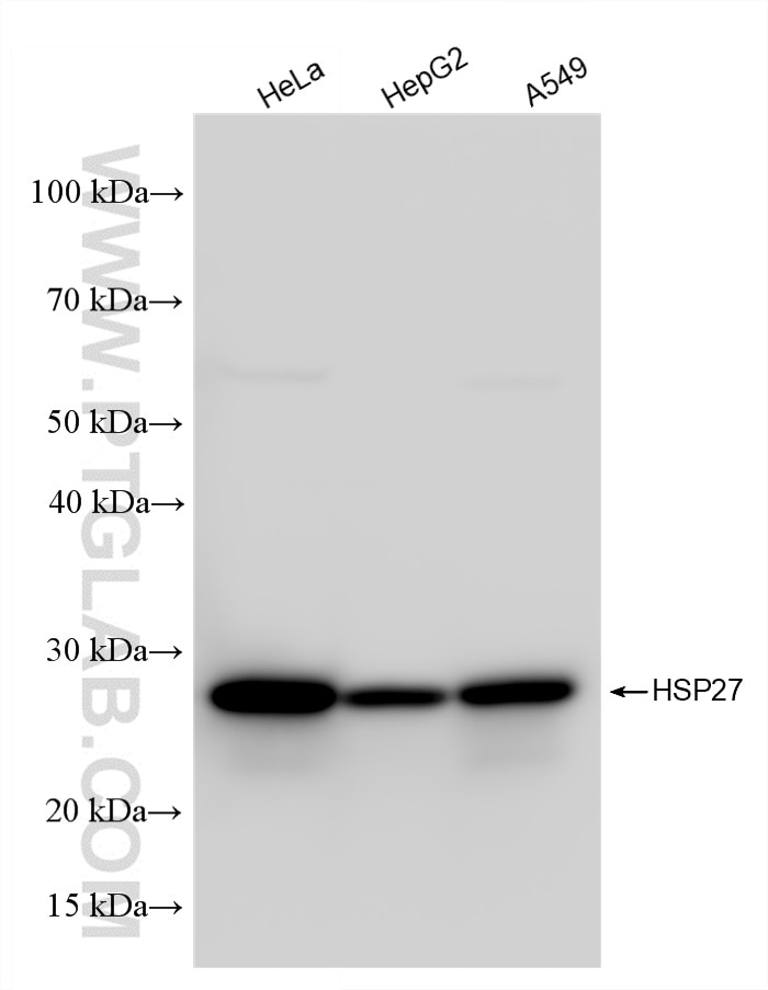Various lysates were subjected to SDS PAGE followed by western blot with 80046-5-RR (HSP27 antibody) at dilution of 1:5000 incubated at room temperature for 1.5 hours. Western Blot (WB) analysis of various lysates using HSP27 Recombinant antibody (80046-5-RR)