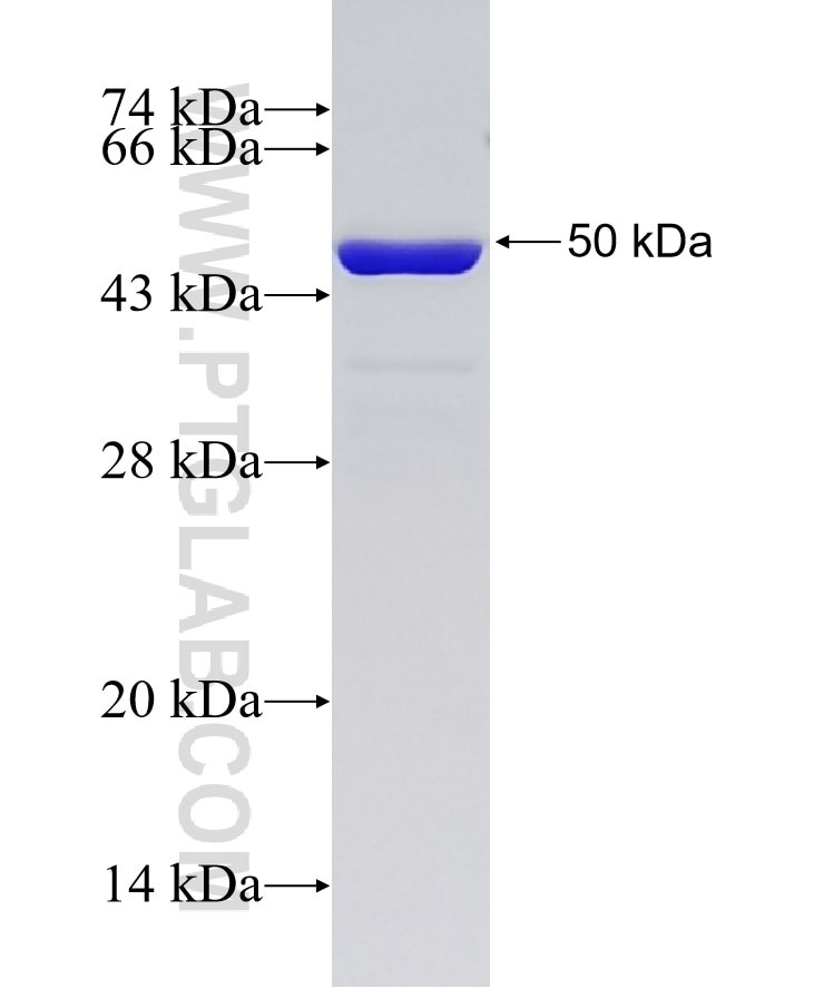 HSP27 fusion protein Ag16146 SDS-PAGE
