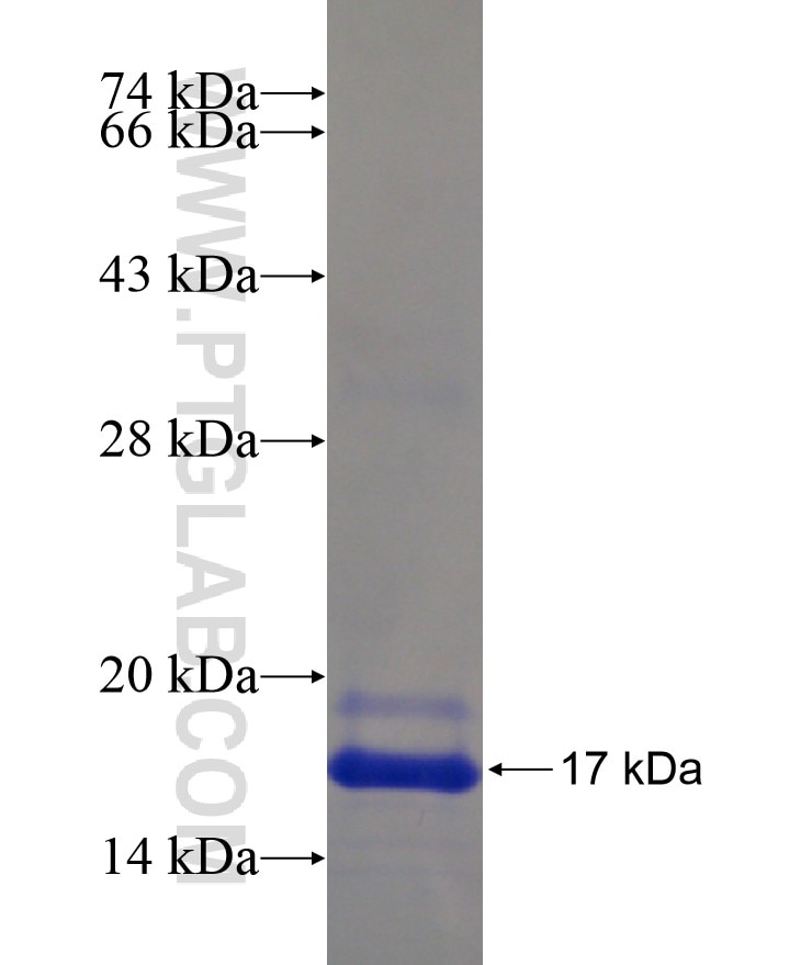 HSP27 fusion protein Ag17376 SDS-PAGE