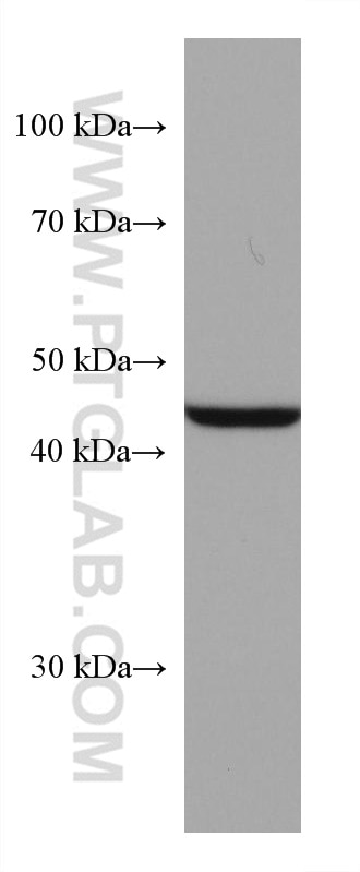 Western Blot (WB) analysis of HEK-293T cells using HSP47 Monoclonal antibody (67863-1-Ig)