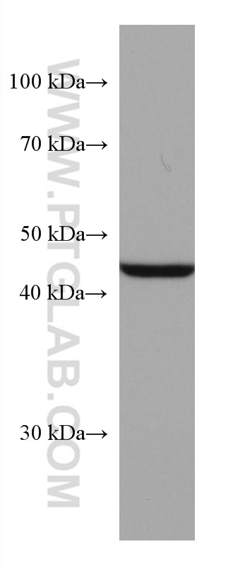 WB analysis of HEK-293T using 67863-1-Ig