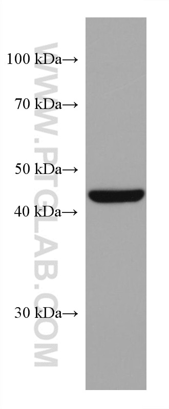 Western Blot (WB) analysis of NIH/3T3 cells using HSP47 Monoclonal antibody (67863-1-Ig)