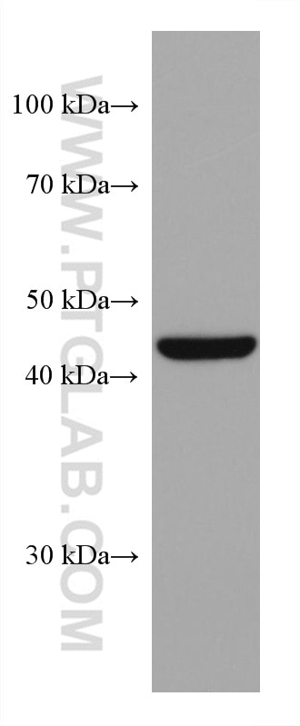 Western Blot (WB) analysis of NIH/3T3 cells using HSP47 Monoclonal antibody (67863-1-Ig)