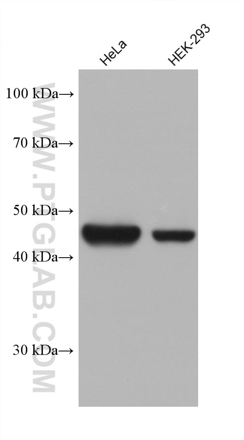 Western Blot (WB) analysis of various lysates using HSP47 Monoclonal antibody (67863-1-Ig)