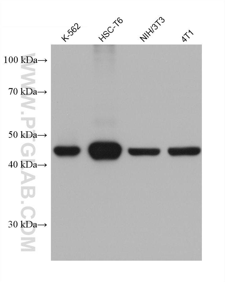 Western Blot (WB) analysis of various lysates using HSP47 Monoclonal antibody (67863-1-Ig)