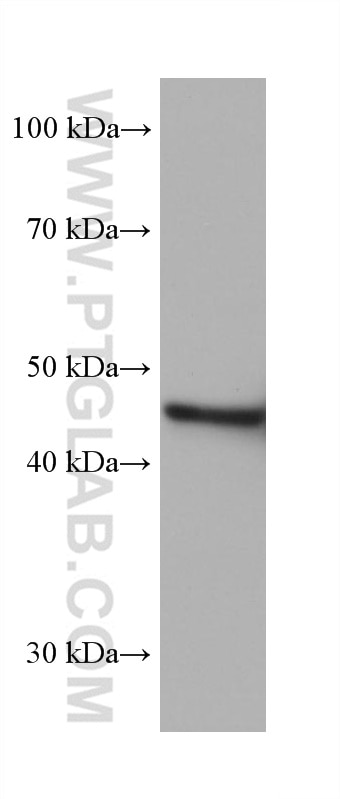 Western Blot (WB) analysis of LNCaP cells using HSP47 Monoclonal antibody (67863-1-Ig)
