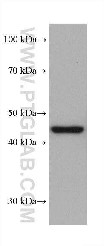 Western Blot (WB) analysis of Jurkat cells using HSP47 Monoclonal antibody (67863-1-Ig)