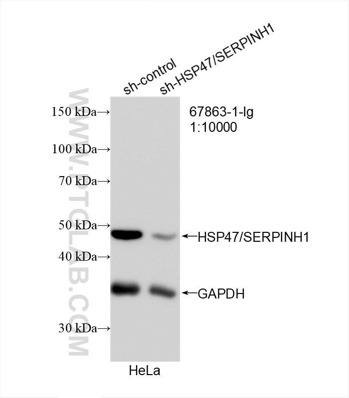 Western Blot (WB) analysis of HeLa cells using HSP47/SERPINH1 Monoclonal antibody (67863-1-Ig)