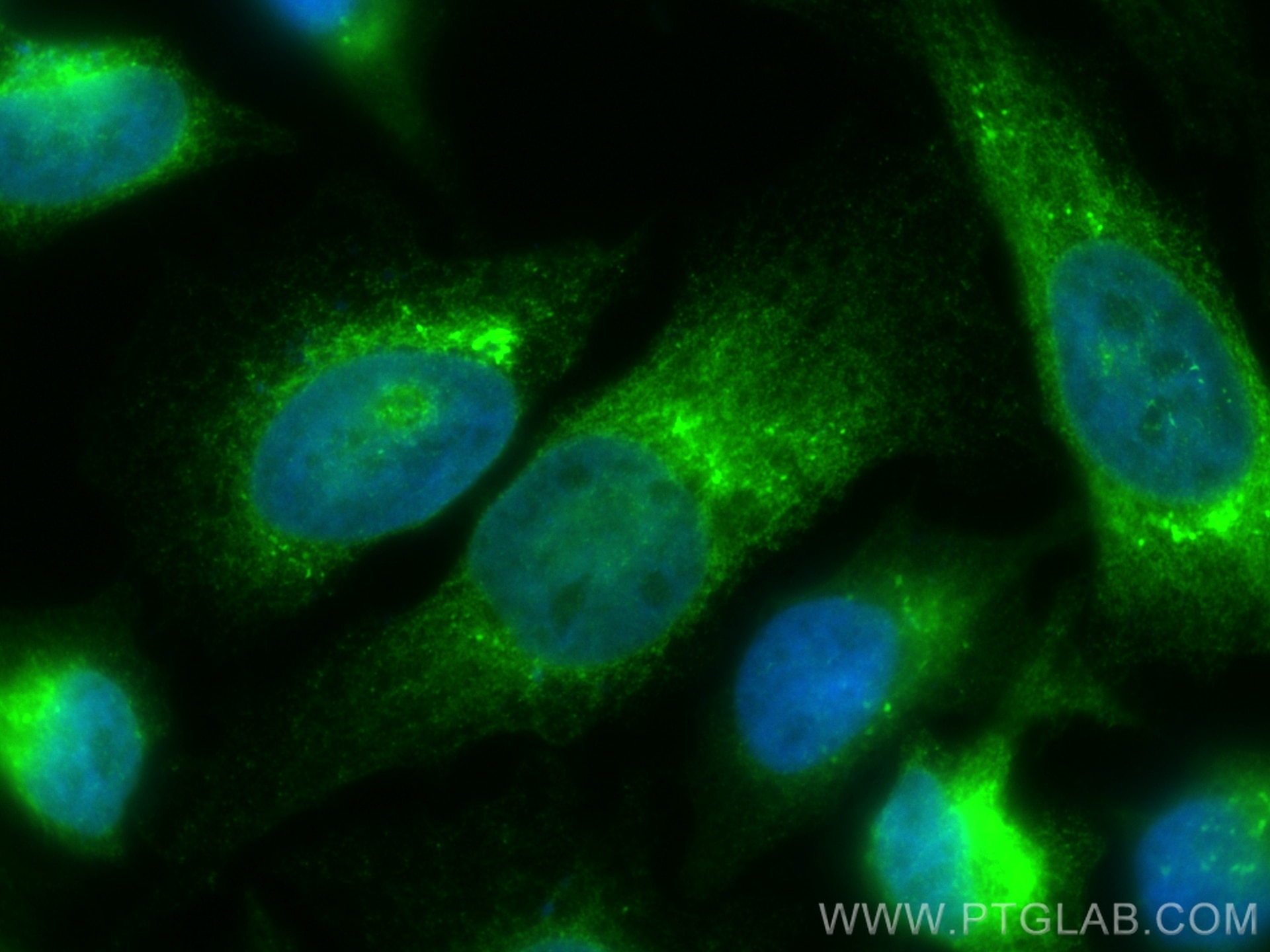 Immunofluorescence (IF) / fluorescent staining of HeLa cells using CoraLite® Plus 488-conjugated HSP47 Monoclonal ant (CL488-67863)