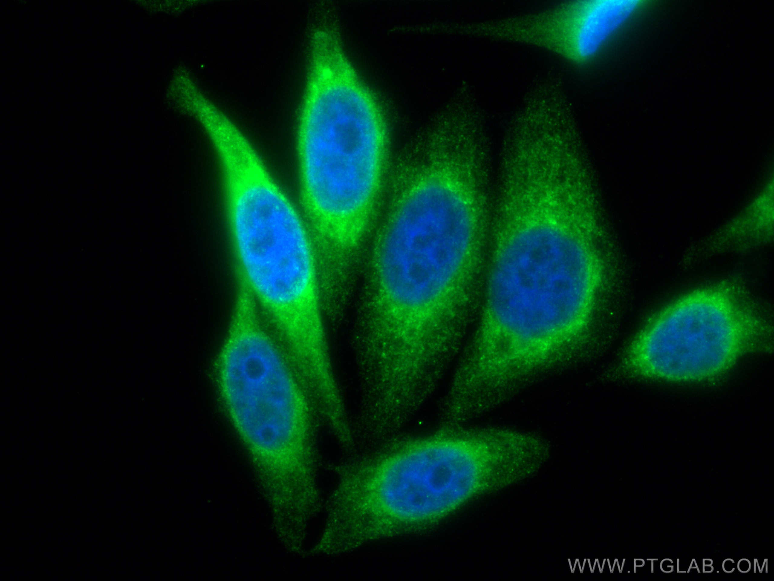 Immunofluorescence (IF) / fluorescent staining of HepG2 cells using CoraLite® Plus 488-conjugated HSP47 Monoclonal ant (CL488-67863)