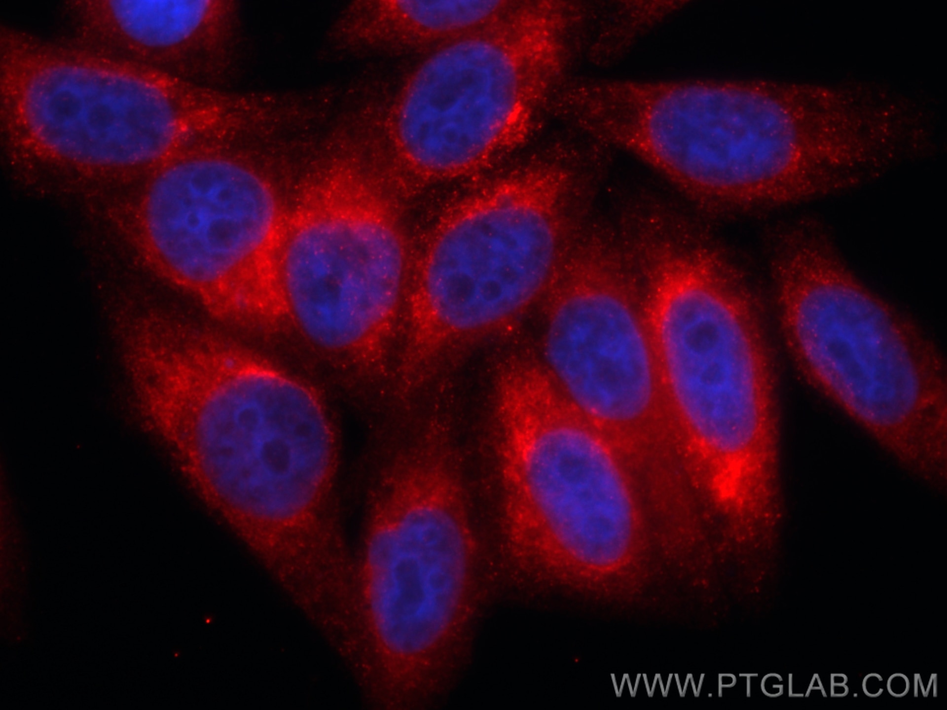 Immunofluorescence (IF) / fluorescent staining of HepG2 cells using CoraLite®594-conjugated HSP47 Monoclonal antibody (CL594-67863)