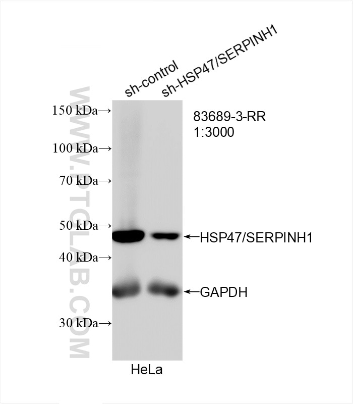 Western Blot (WB) analysis of HeLa cells using HSP47/SERPINH1 Recombinant antibody (83689-3-RR)