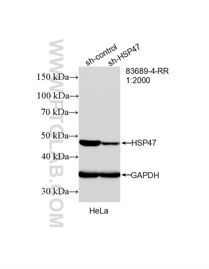 WB result of HSP47/SERPINH1 antibody (83689-4-RR; 1:2000; incubated at room temperature for 1.5 hours) with sh-Control and sh-HSP47/SERPINH1 transfected HeLa cells. Western Blot (WB) analysis of HeLa cells using HSP47/SERPINH1 Recombinant monoclonal antibody (83689-4-RR)