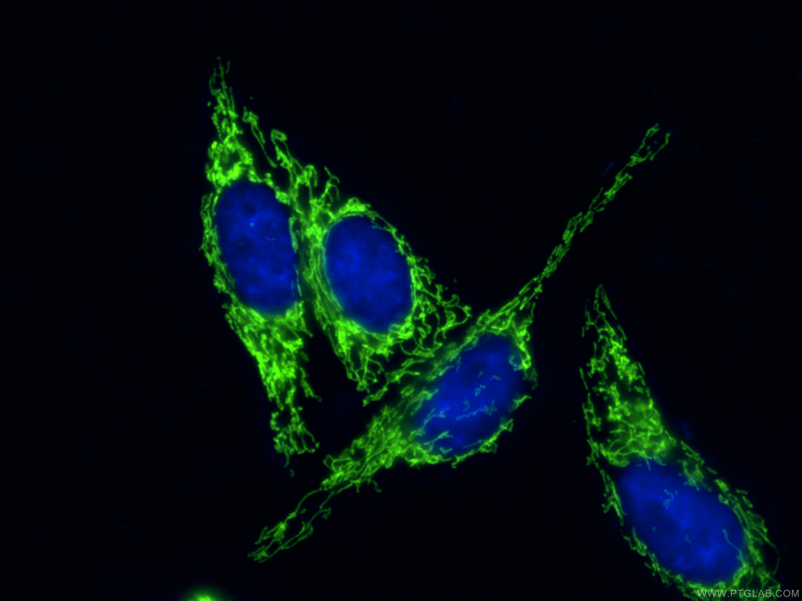 Immunofluorescence (IF) / fluorescent staining of HepG2 cells using CoraLite® Plus 488-conjugated HSP60 Monoclonal ant (CL488-66041)