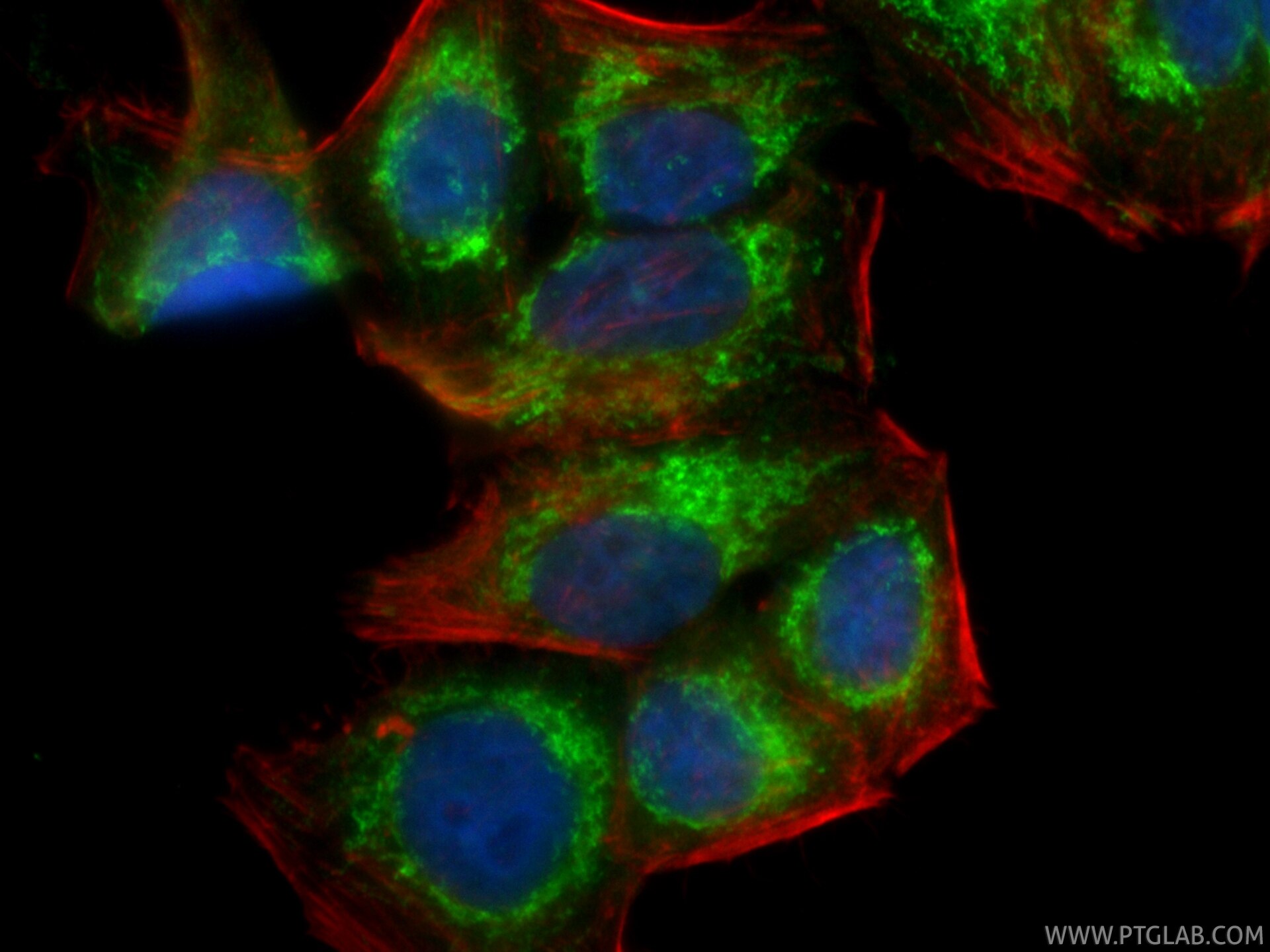 Immunofluorescence (IF) / fluorescent staining of HepG2 cells using CoraLite® Plus 488-conjugated HSP60 Recombinant mo (CL488-86275)