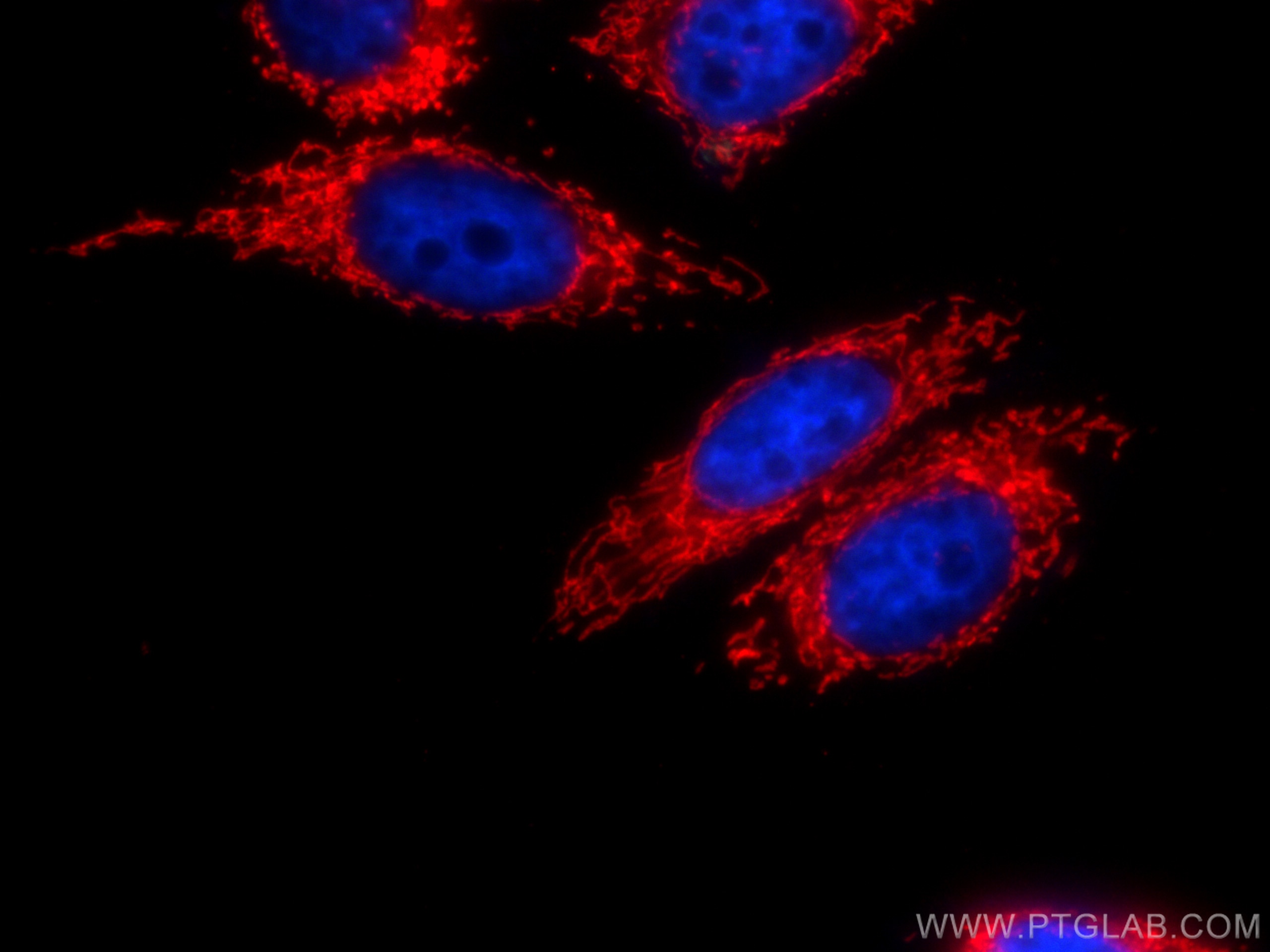 Immunofluorescence (IF) / fluorescent staining of HepG2 cells using CoraLite®594-conjugated HSP60 Monoclonal antibody (CL594-66041)