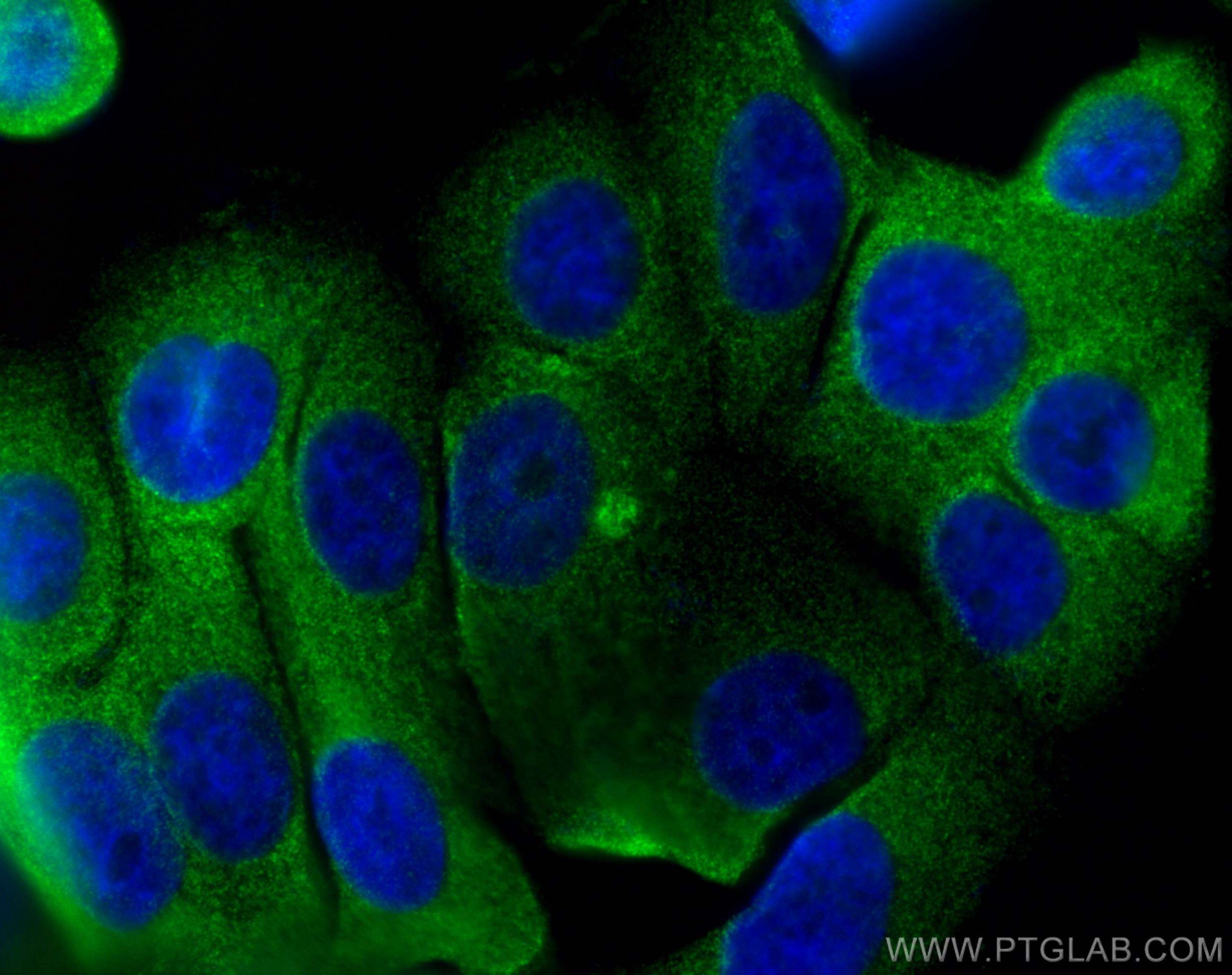 Immunofluorescence (IF) / fluorescent staining of MCF-7 cells using HSPA4 Polyclonal antibody (21206-1-AP)