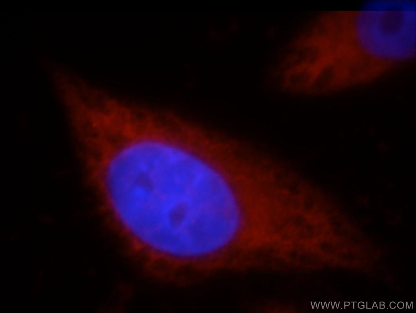 Immunofluorescence (IF) / fluorescent staining of HepG2 cells using HSPA4 Polyclonal antibody (21206-1-AP)