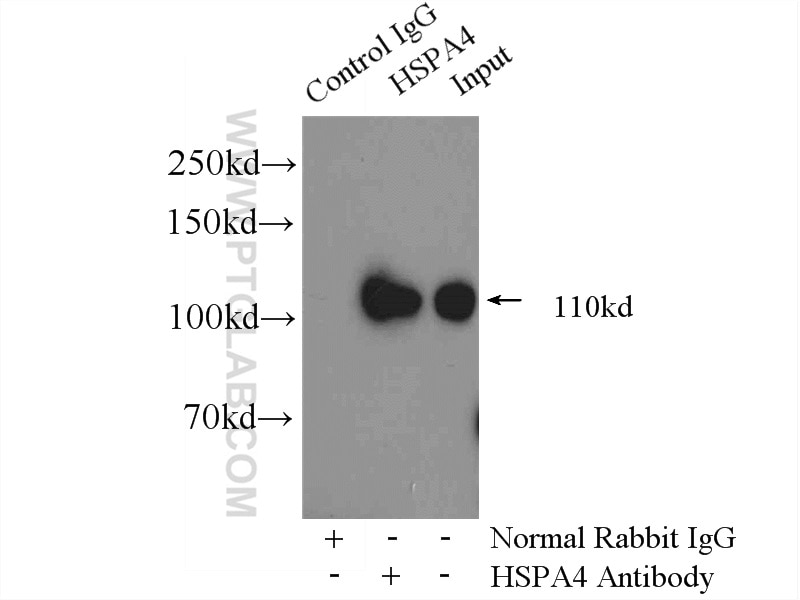 Immunoprecipitation (IP) experiment of mouse brain tissue using HSPA4 Polyclonal antibody (21206-1-AP)