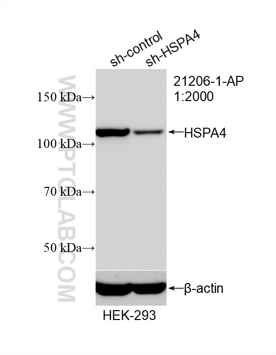 Western Blot (WB) analysis of HEK-293 cells using HSPA4 Polyclonal antibody (21206-1-AP)