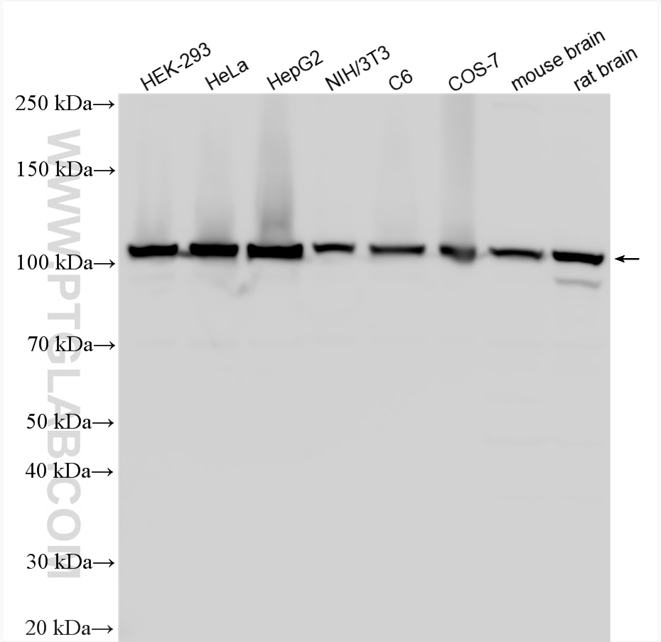 WB analysis using 21206-1-AP Western Blot (WB) analysis of various lysates using HSPA4 Polyclonal antibody (21206-1-AP)