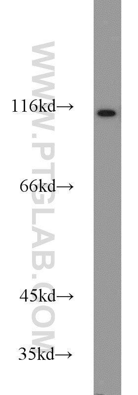 Western Blot (WB) analysis of NIH/3T3 cells using HSPA4 Polyclonal antibody (21206-1-AP)