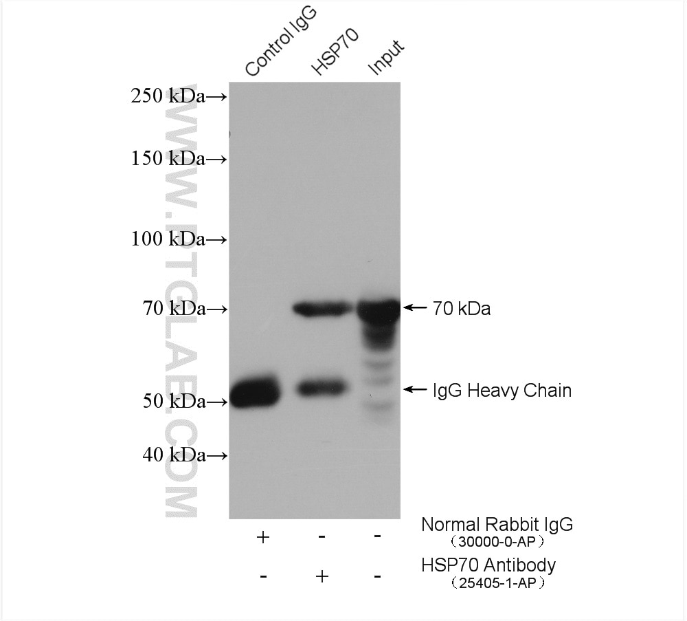 Immunoprecipitation (IP) experiment of HEK-293 cells using HSP70 Polyclonal antibody (25405-1-AP)