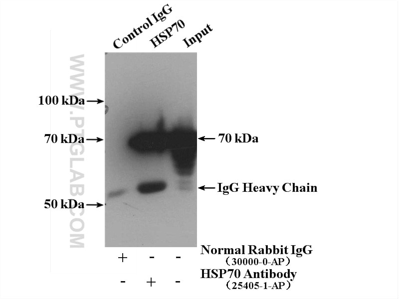 Immunoprecipitation (IP) experiment of K-562 cells using HSP70 Polyclonal antibody (25405-1-AP)