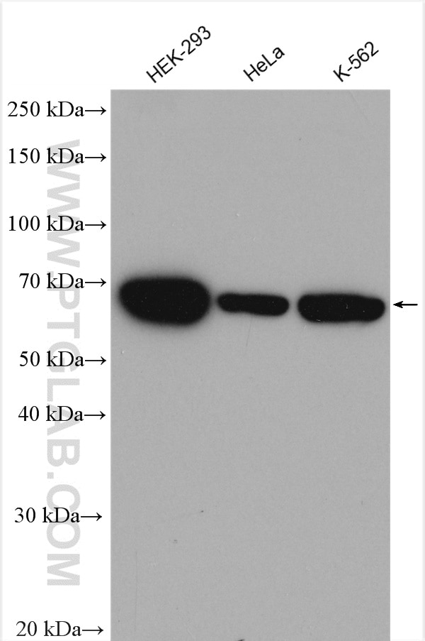 Western Blot (WB) analysis of various lysates using HSP70 Polyclonal antibody (25405-1-AP)