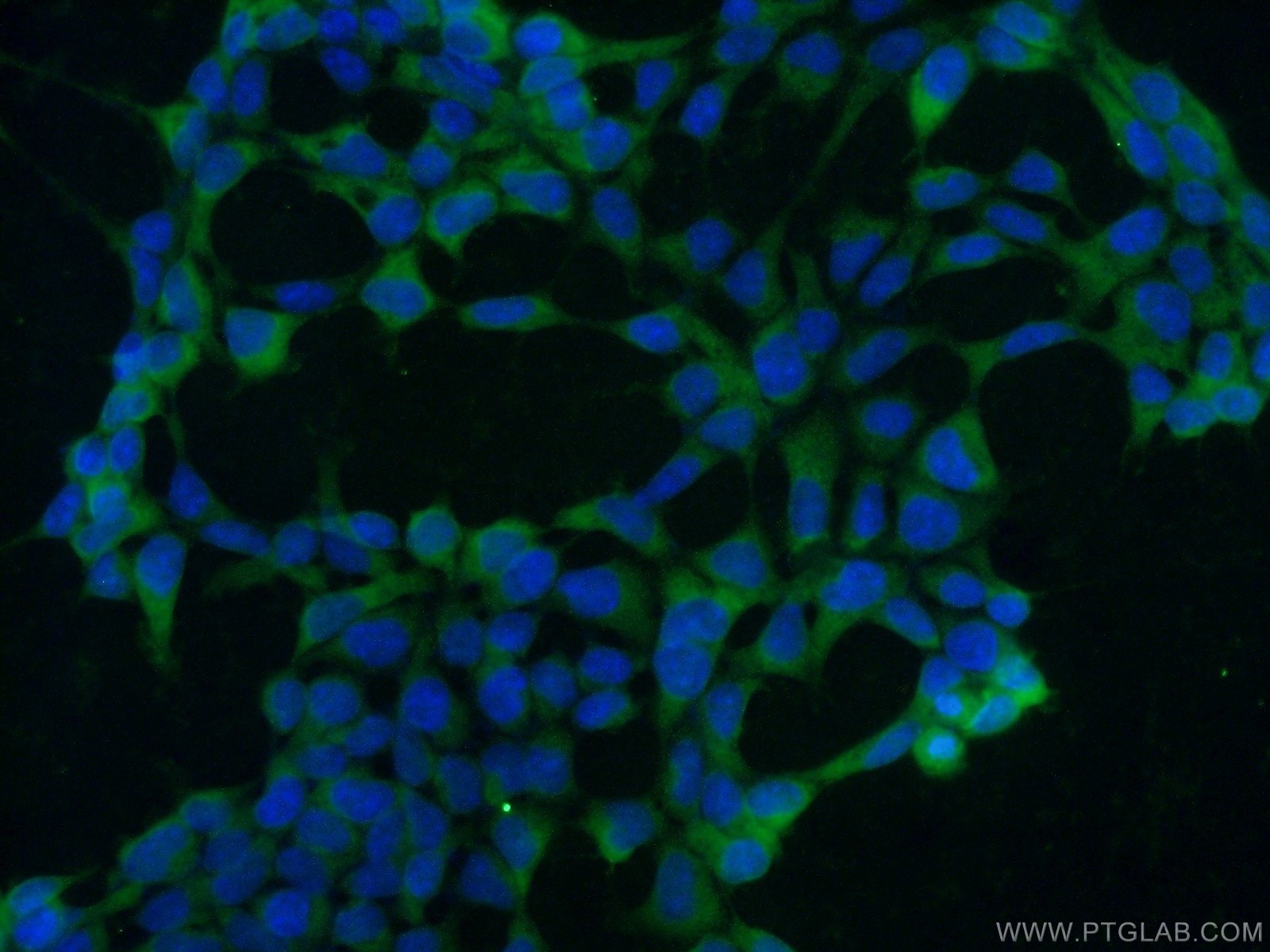 Immunofluorescence (IF) / fluorescent staining of HEK-293 cells using HSP70 Monoclonal antibody (66183-1-Ig)