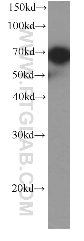 Western Blot (WB) analysis of HEK-293 cells using HSP70 Monoclonal antibody (66183-1-Ig)