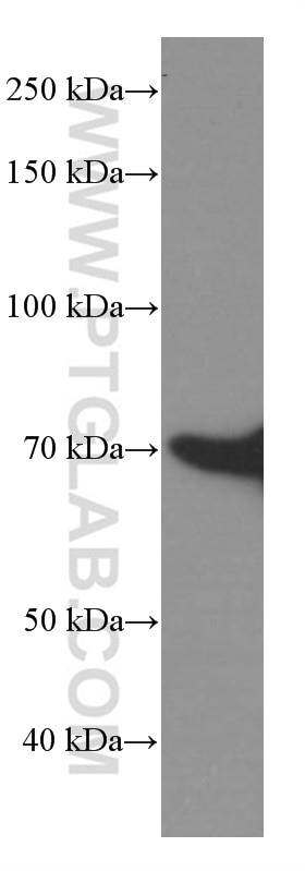 Western Blot (WB) analysis of HeLa cells using HSP70 Monoclonal antibody (66183-1-Ig)