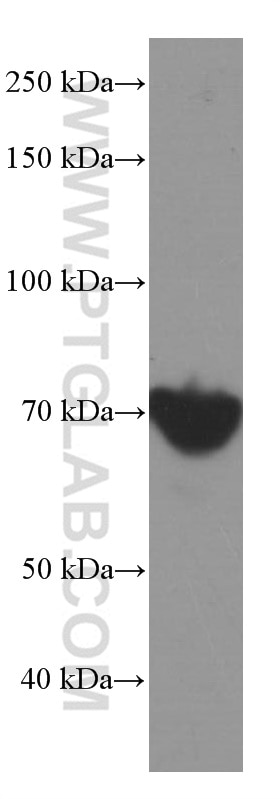 Western Blot (WB) analysis of HEK-293 cells using HSP70 Monoclonal antibody (66183-1-Ig)