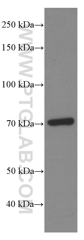 Western Blot (WB) analysis of whole yeast using HSP70 Monoclonal antibody (66183-1-Ig)