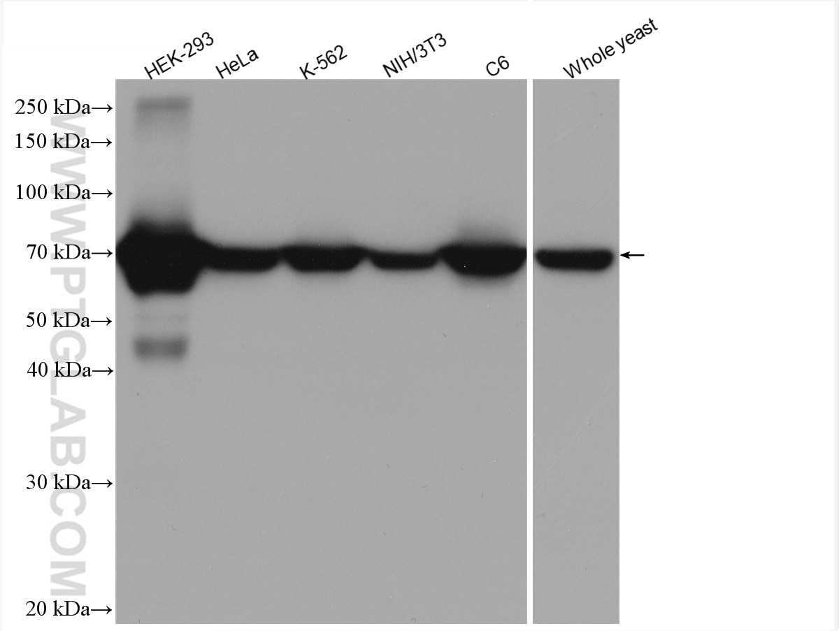 Western Blot (WB) analysis of various lysates using HSP70 Recombinant antibody (80735-1-RR)