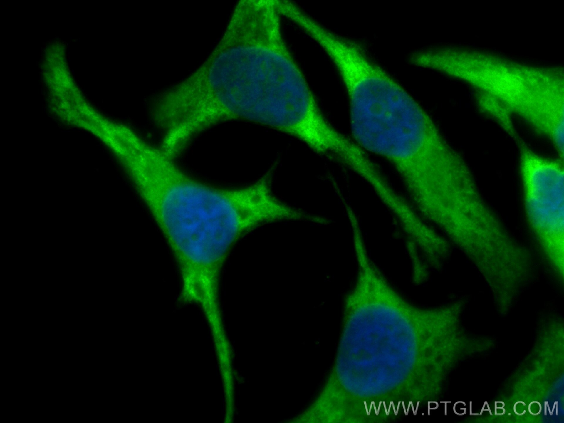 IF Staining of HeLa using CL488-10995