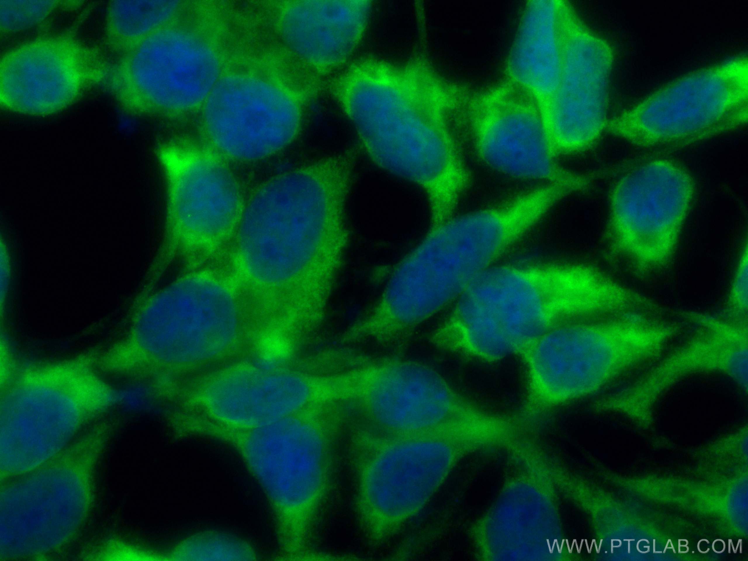 Immunofluorescence (IF) / fluorescent staining of HEK-293 cells using CoraLite® Plus 488-conjugated HSP70 Monoclonal ant (CL488-66183)