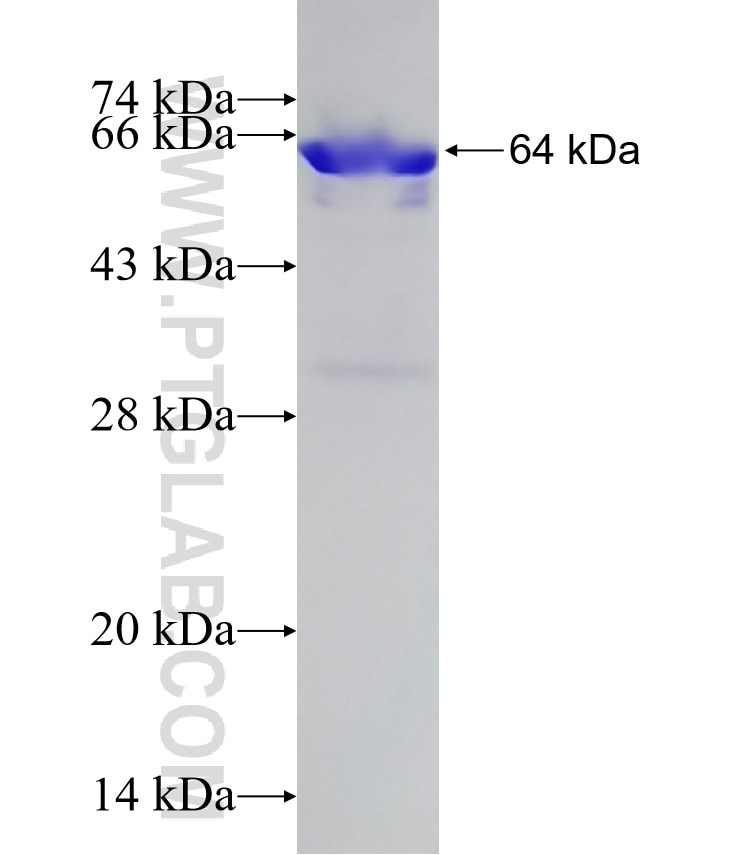 HSP70 fusion protein Ag1446 SDS-PAGE