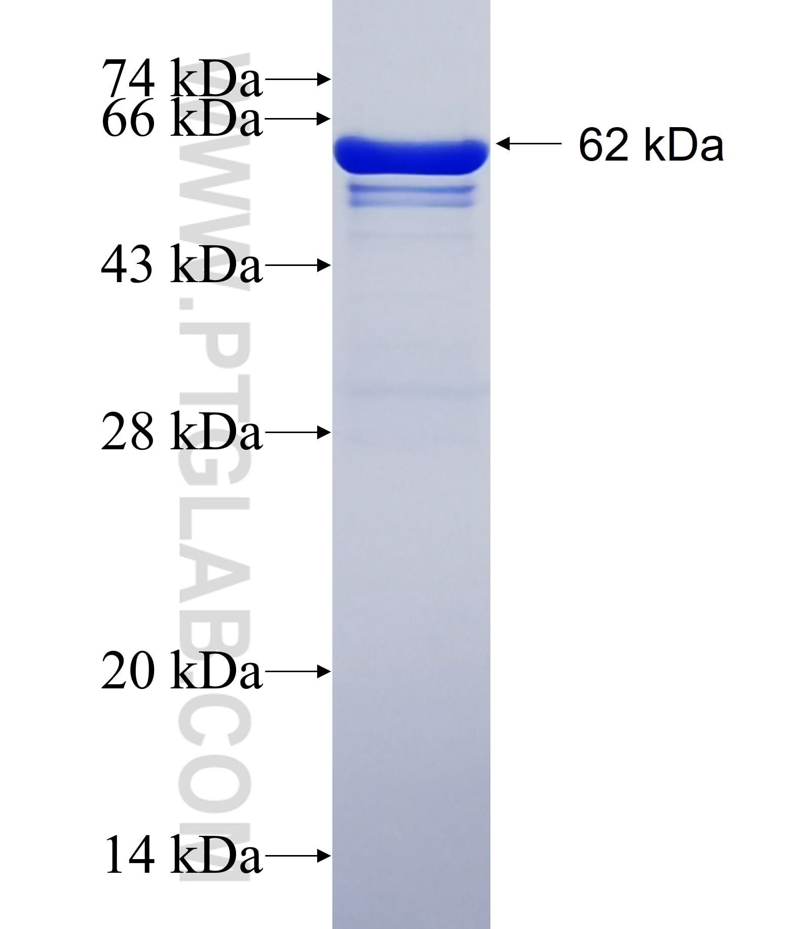 HSP70 fusion protein Ag1446 SDS-PAGE