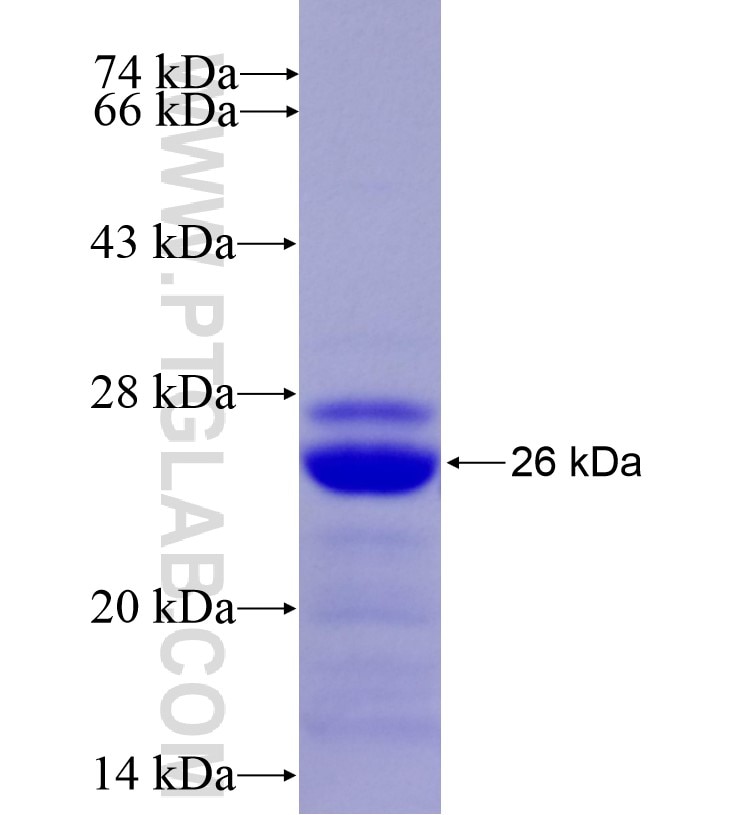 HSPA4 fusion protein Ag16624 SDS-PAGE