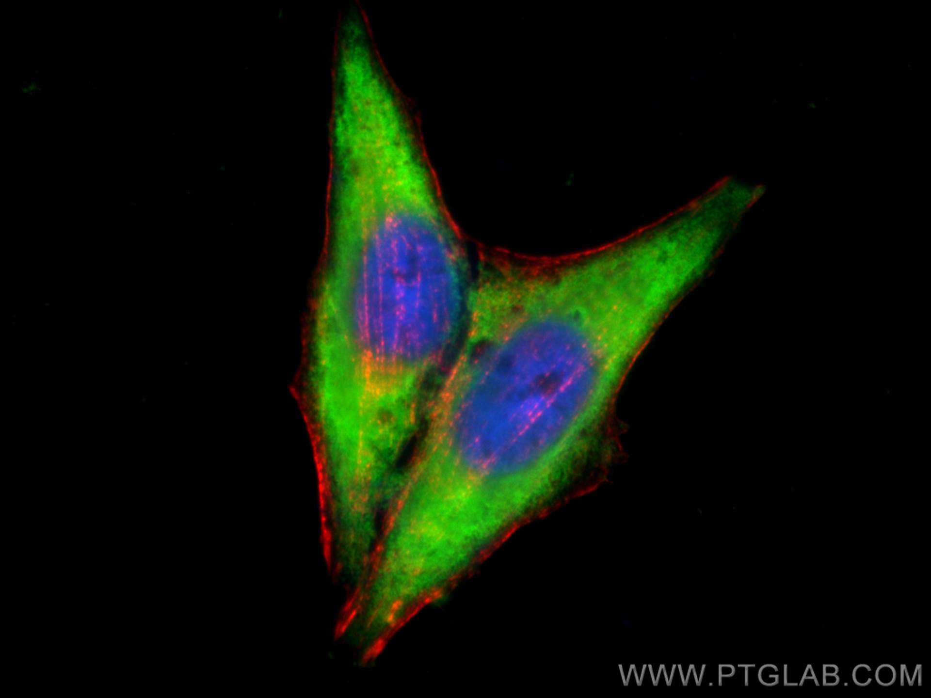 Immunofluorescence (IF) / fluorescent staining of HepG2 cells using HSP90 Polyclonal antibody (13171-1-AP)