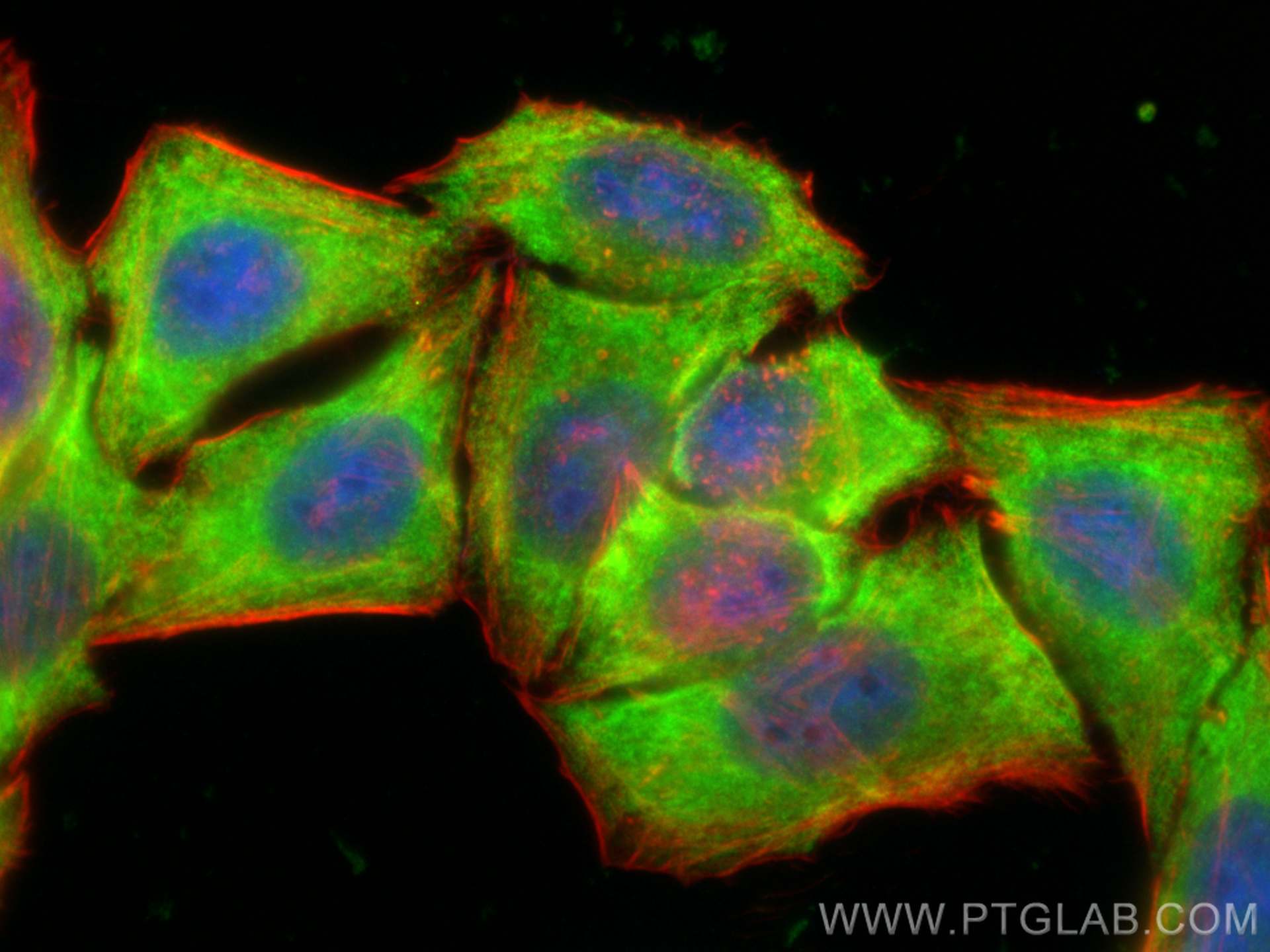 Immunofluorescence (IF) / fluorescent staining of HepG2 cells using HSP90 Polyclonal antibody (13171-1-AP)