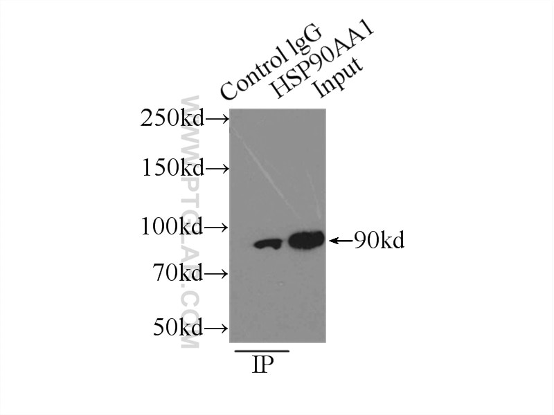 Immunoprecipitation (IP) experiment of K-562 cells using HSP90 Polyclonal antibody (13171-1-AP)