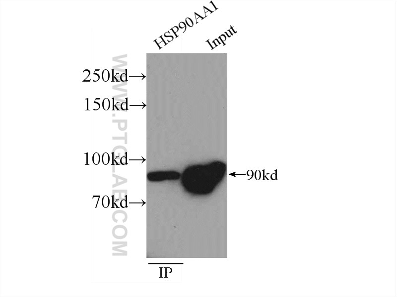 IP experiment of HeLa using 13171-1-AP