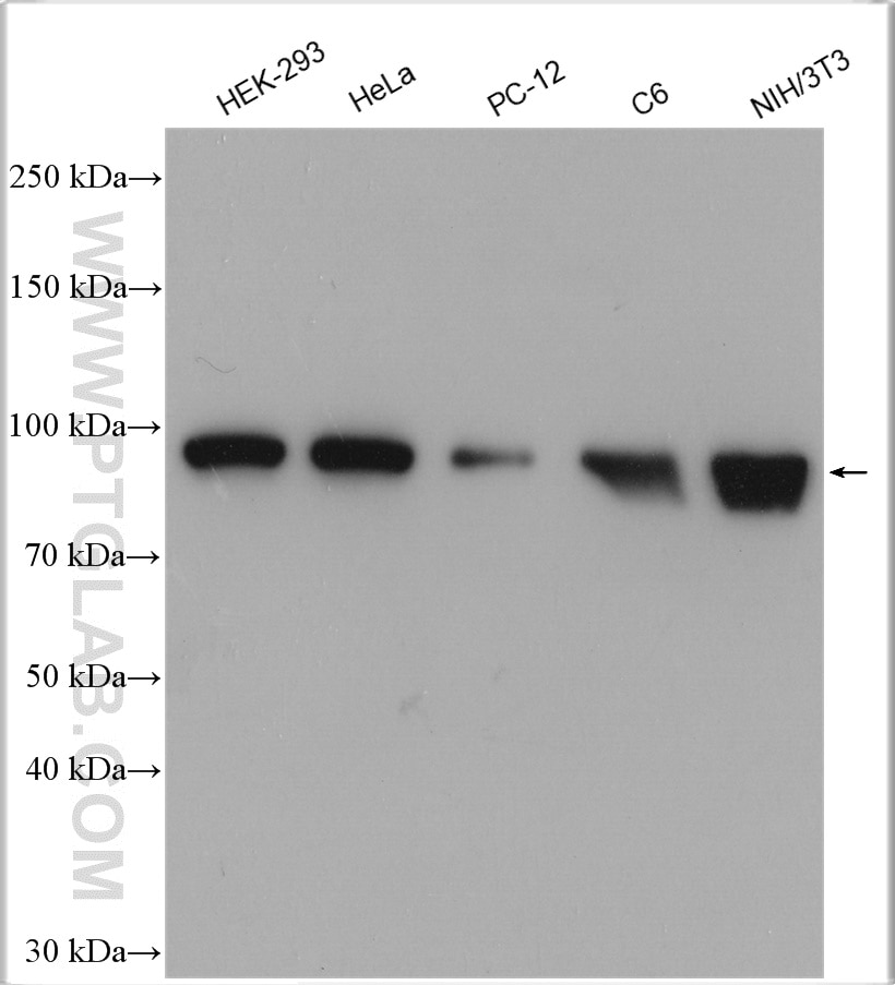 Western Blot (WB) analysis of various lysates using HSP90 Polyclonal antibody (13171-1-AP)