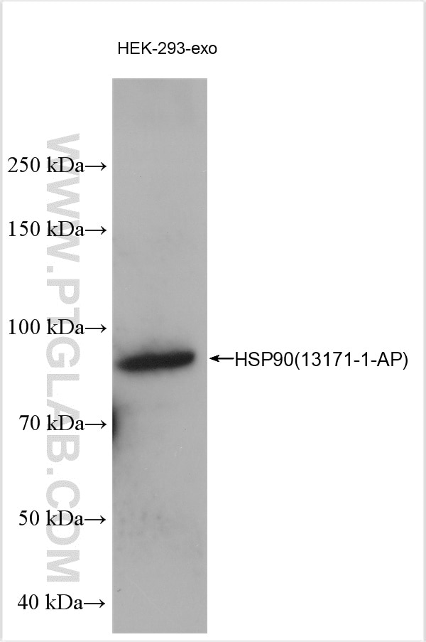Western Blot (WB) analysis of HEK-293 exosomes cells using HSP90 Polyclonal antibody (13171-1-AP)
