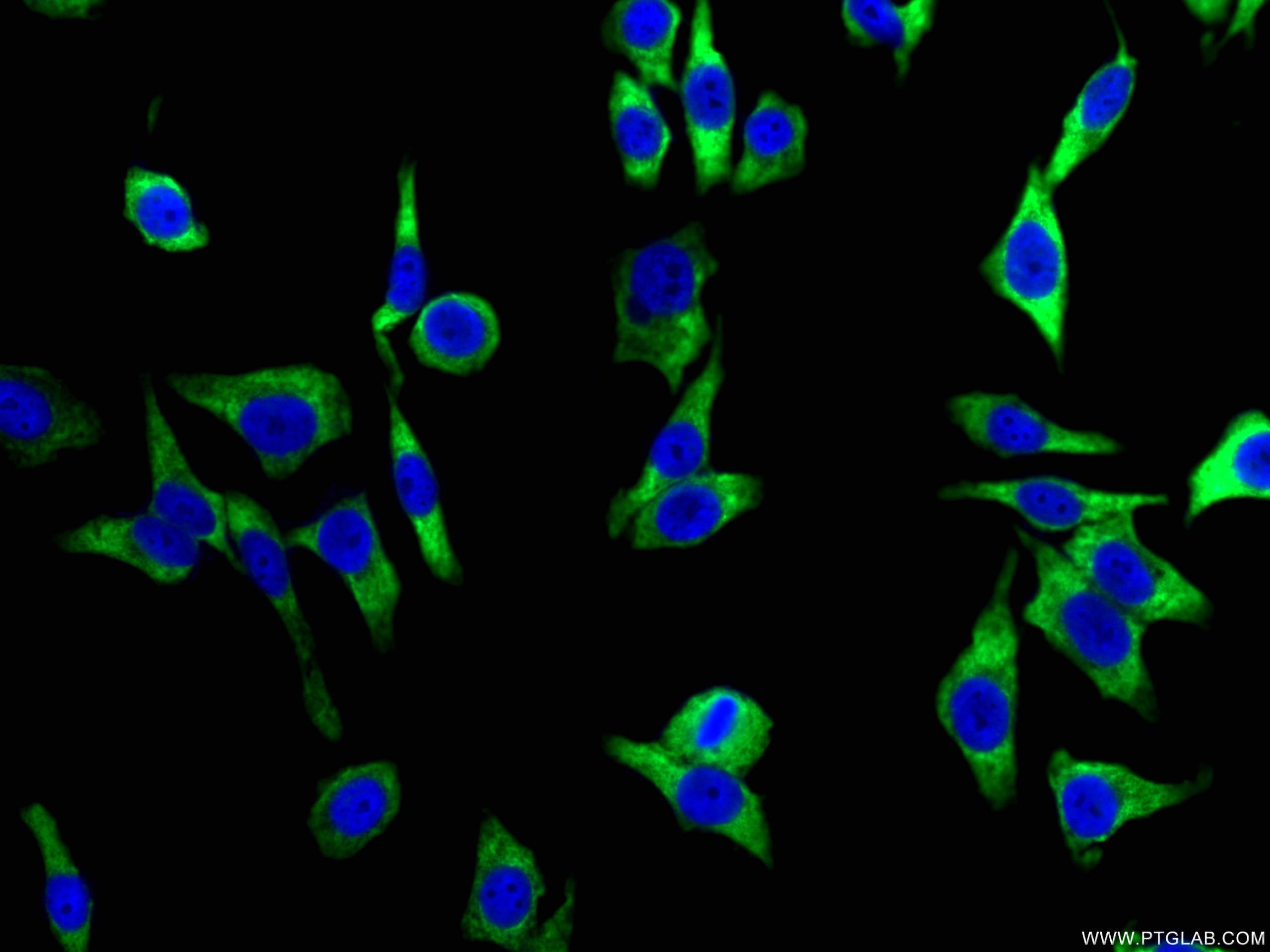 Immunofluorescence (IF) / fluorescent staining of HepG2 cells using HSP90 Monoclonal antibody (60318-1-Ig)
