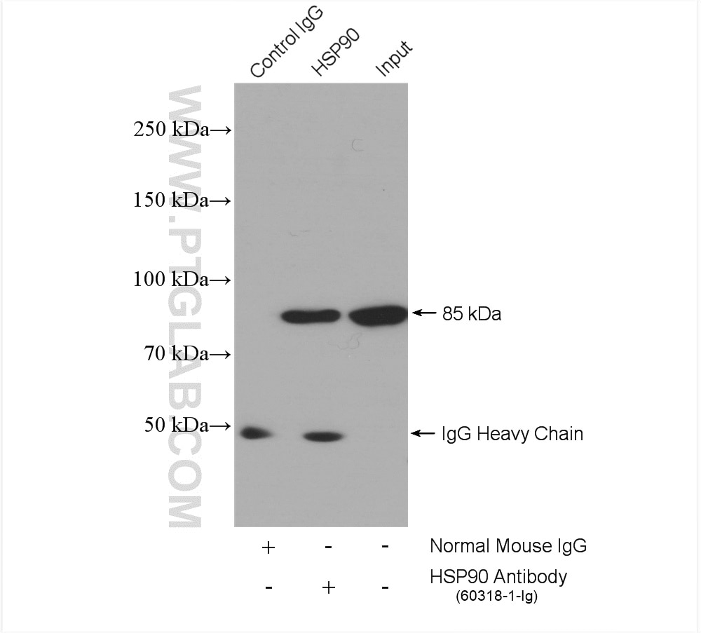 Immunoprecipitation (IP) experiment of HepG2 cells using HSP90 Monoclonal antibody (60318-1-Ig)
